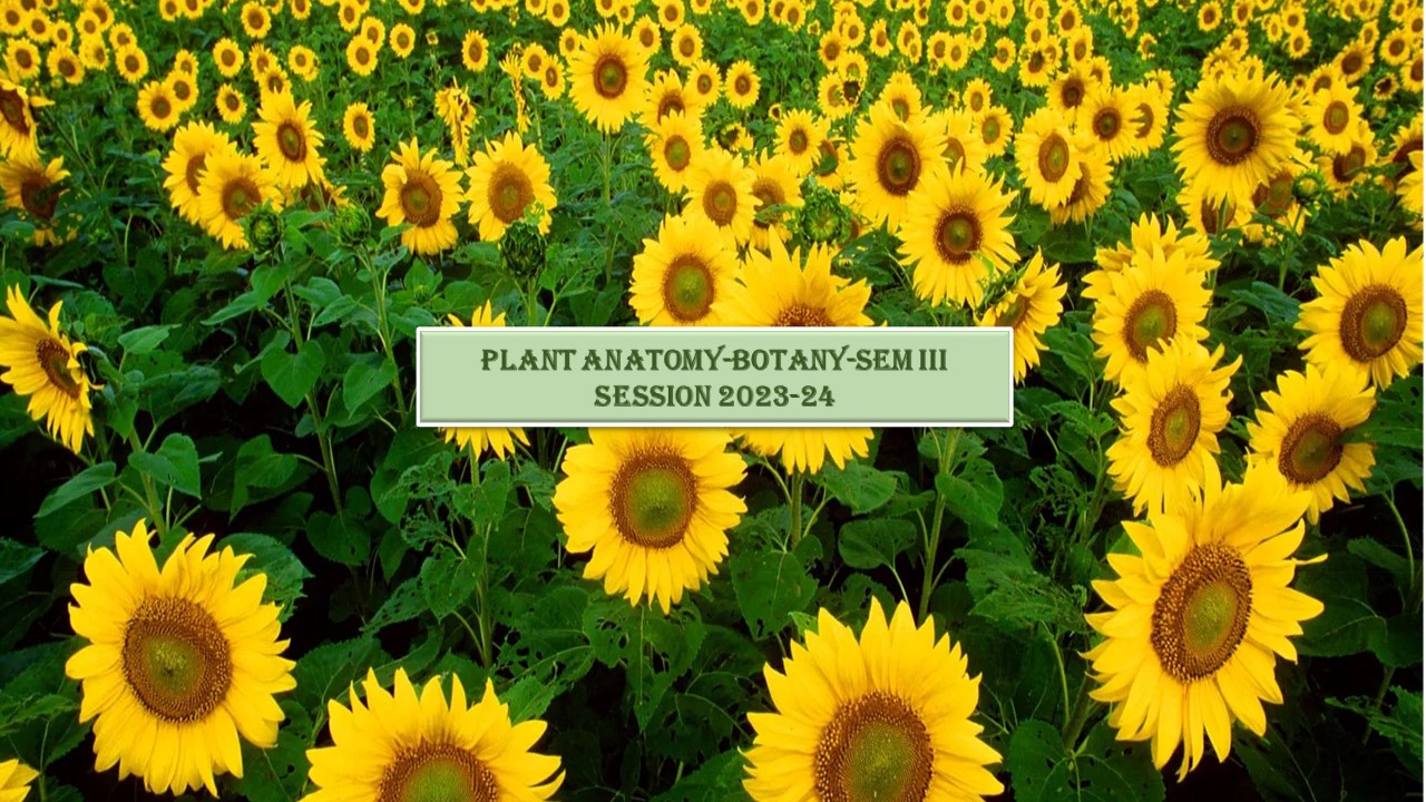 Plant Anatomy-Session 2023-24