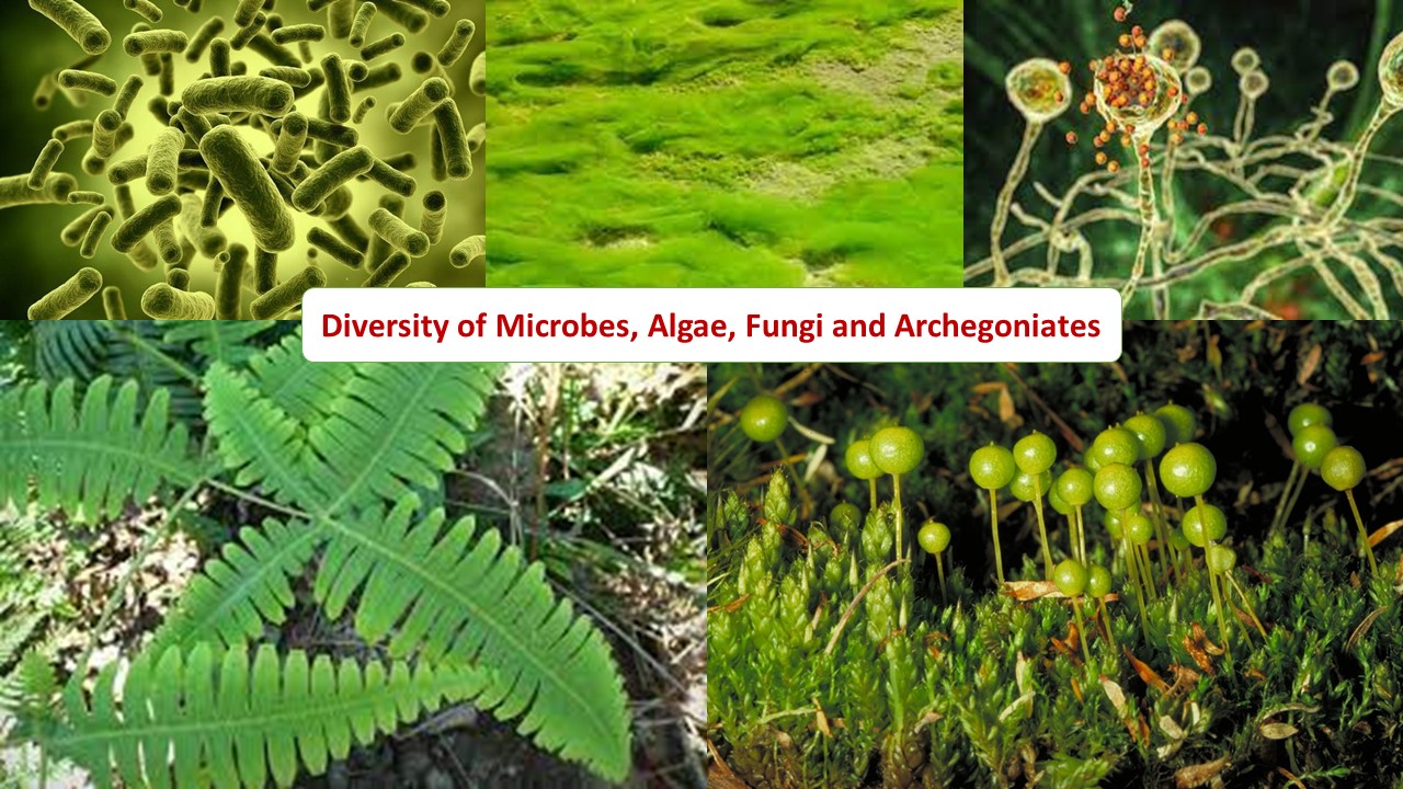 Diversity of Microbes, Algae, Fungi and Archegoniate Session 2023-24